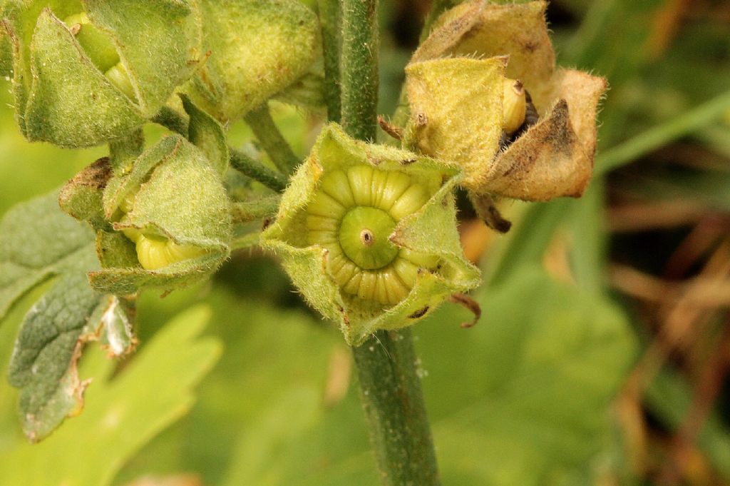 Malva alcea